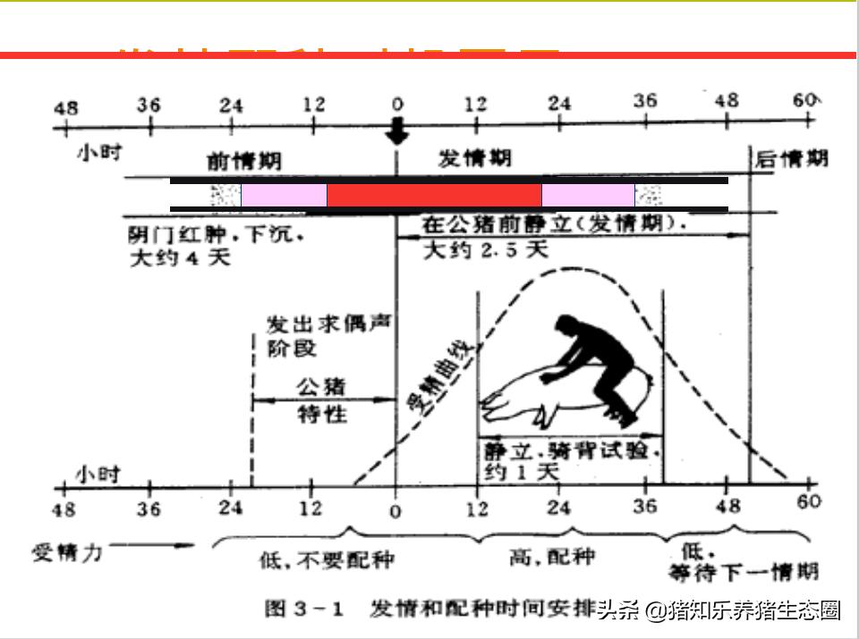 猪授精的正确方法,猪授精的正确方法是什么