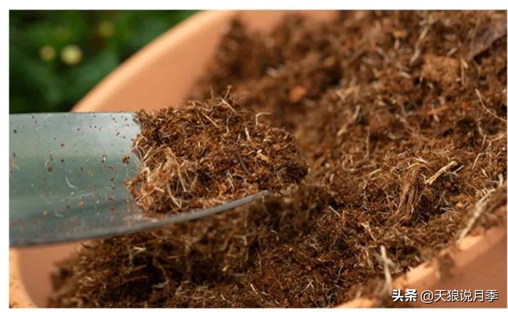 不用再羡慕别人家的院子,庭院养护全攻略