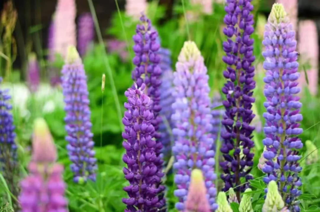 汤汤的疗愈小课堂（3）：用花精疗愈心意鞘