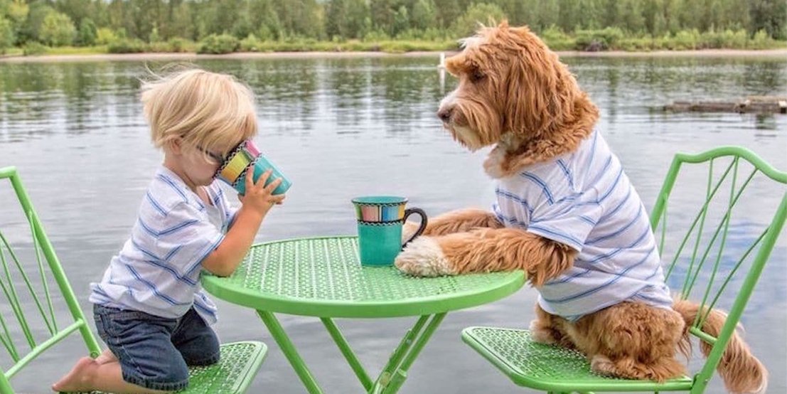 人不如狗系列——Instagram上身价最高的十只汪