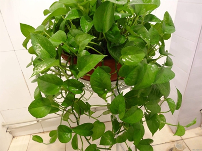 养绿萝忌讳,怎样养绿萝柱才能又绿又旺盛