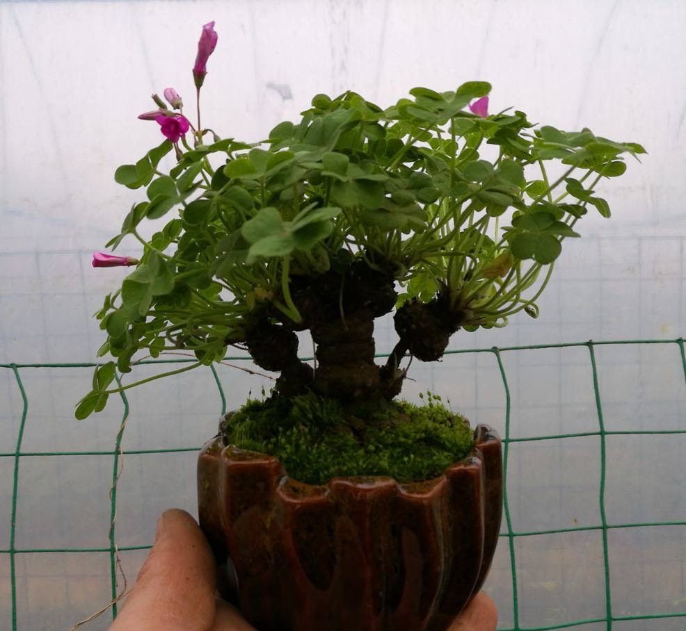 普通三叶草也可以养老桩,三叶草怎么养成盆景