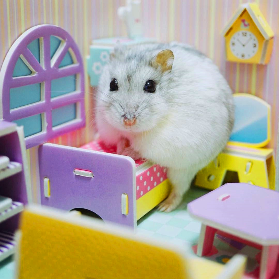 小仓鼠吃生日蛋糕,仓鼠过生日的蛋糕