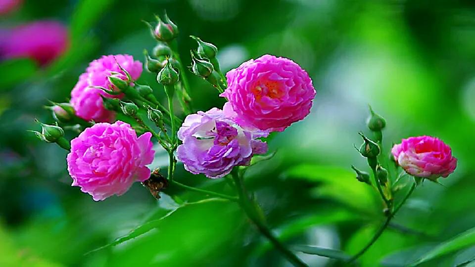 月季玫瑰蔷薇的关系,玫瑰月季蔷薇哪个香