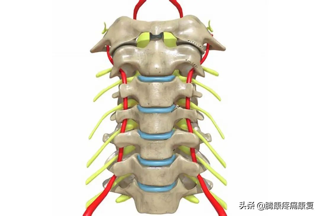 小腿全息疗法治疗颈肩腰腿痛,颈肩腰腿痛保健操完整版