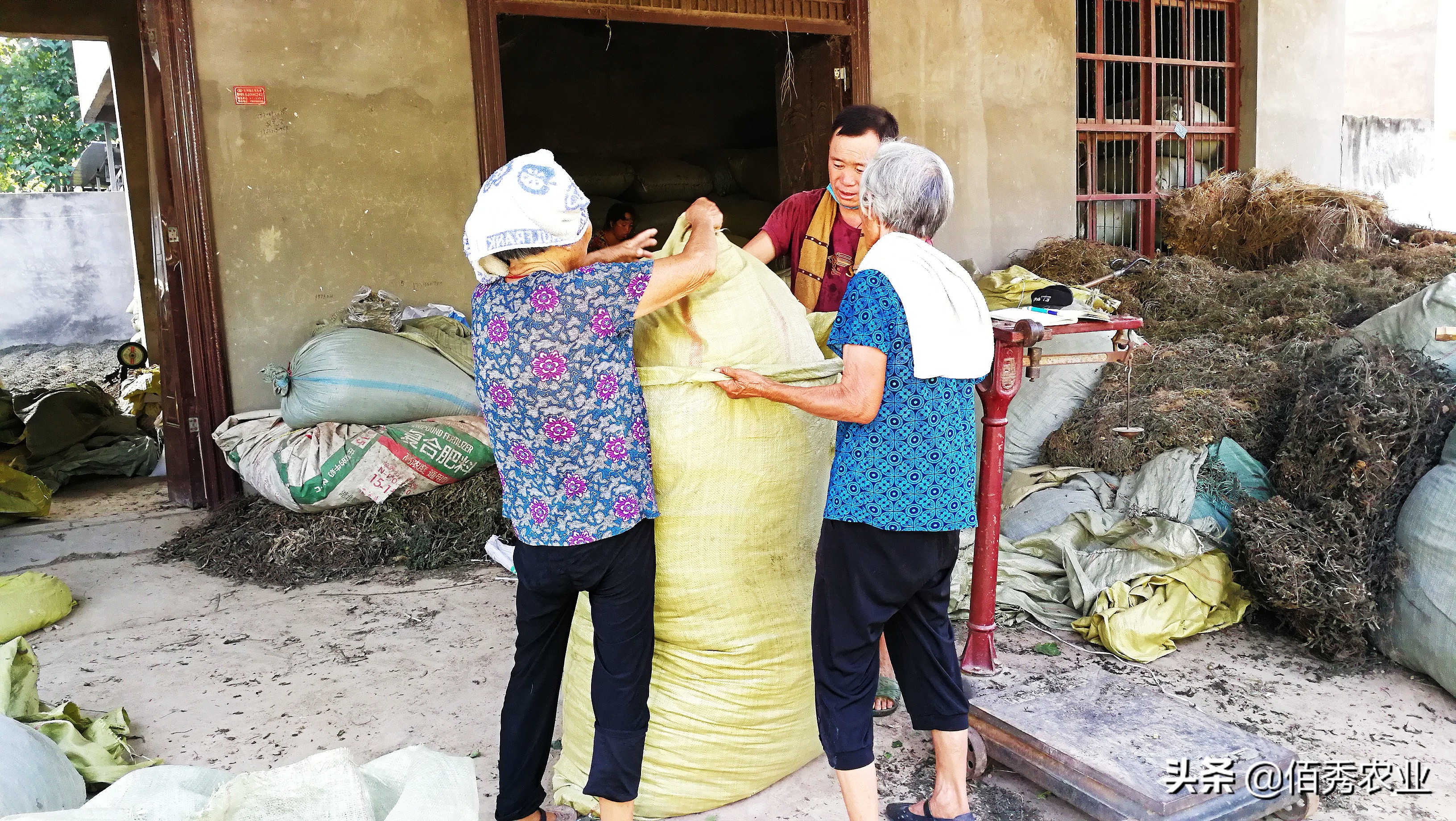 不想打工了在农村干什么可以致富,40岁在农村能做什么养家