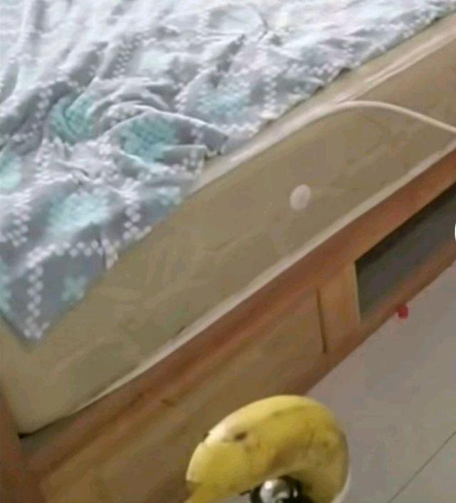 商丘男子练就绝活，几米外飞牌切苍蝇，网友：堪比六脉神剑