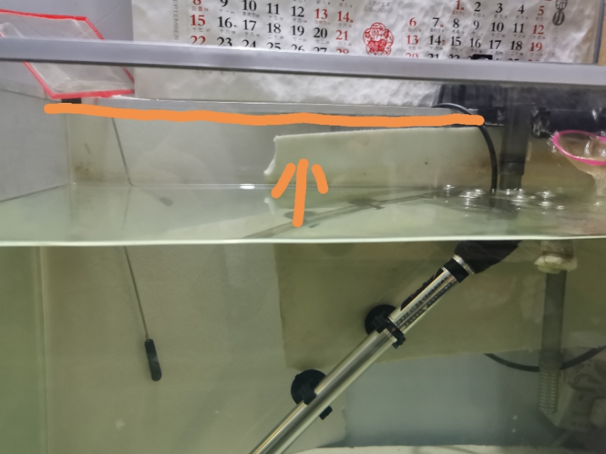 养观赏鱼天气突然变冷该注意什么,夏季观赏鱼饲养的三个禁忌