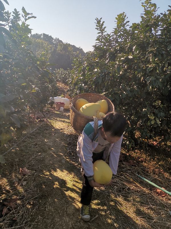 助农优选赣南脐橙,助农崀山脐橙