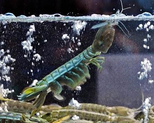 皮皮虾为啥没有养殖的,皮皮虾为什么不能养殖呢