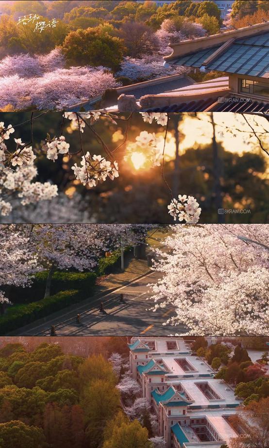 是心动啊，樱樱樱樱樱樱樱樱樱