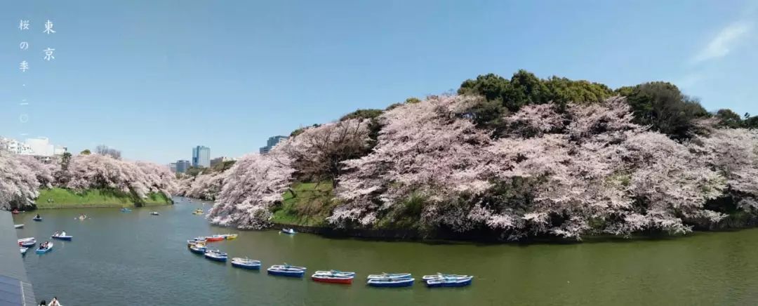 日本赏樱花前三名城市,日本樱花排行榜