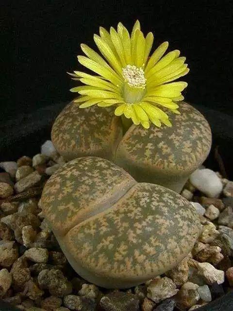 多肉生石花好看视频,多肉生石花开图