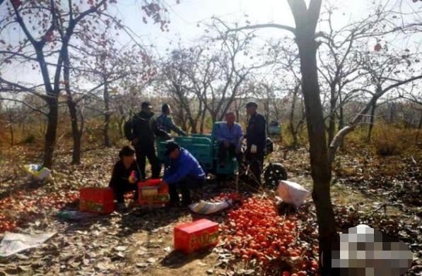 20斤果子,上百吨滞销满树果子无人问津