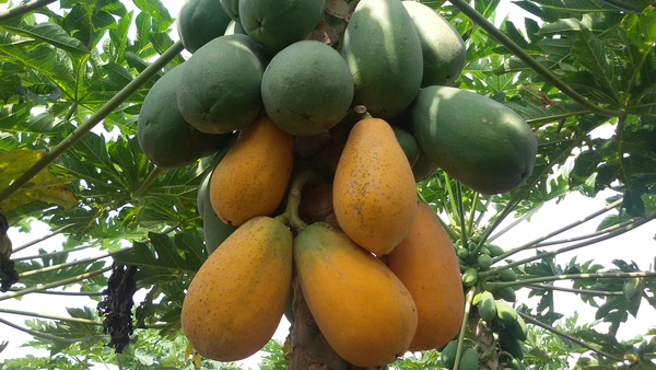 又到果子成熟的季节,成熟木瓜的最佳吃法