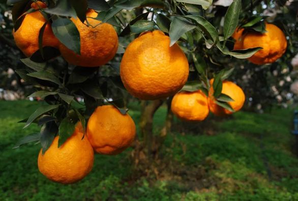 蒲江春见耙耙柑不知火丑柑,春见耙耙柑和耙耙柑有什么区别