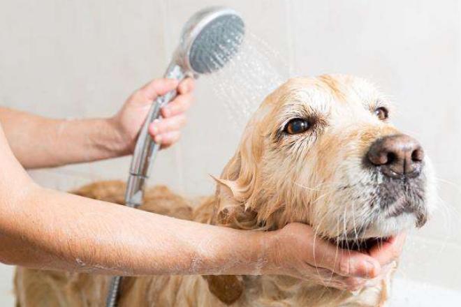 狗狗不愿意梳毛洗澡怎么办,狗狗不爱洗澡怎么办
