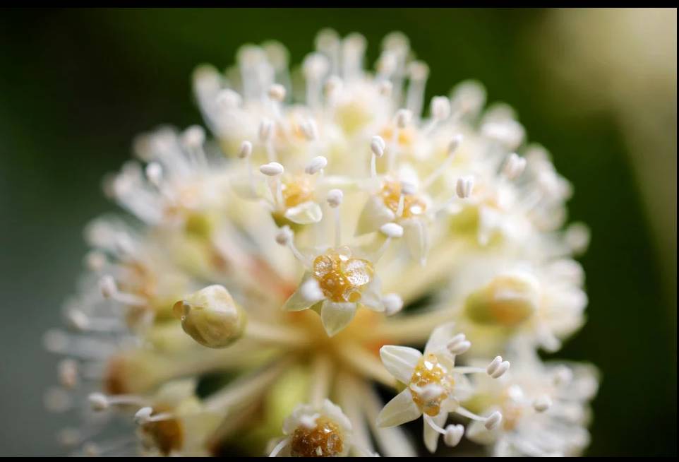一个关于金盏花的美丽故事--莫小在金盏花舒缓悦养面霜