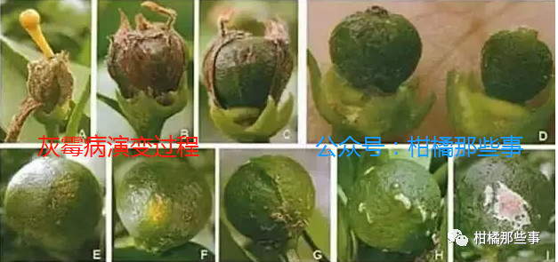 安徽柑橘保花保果的措施有哪些,丰收期柑橘促梢和保果必看