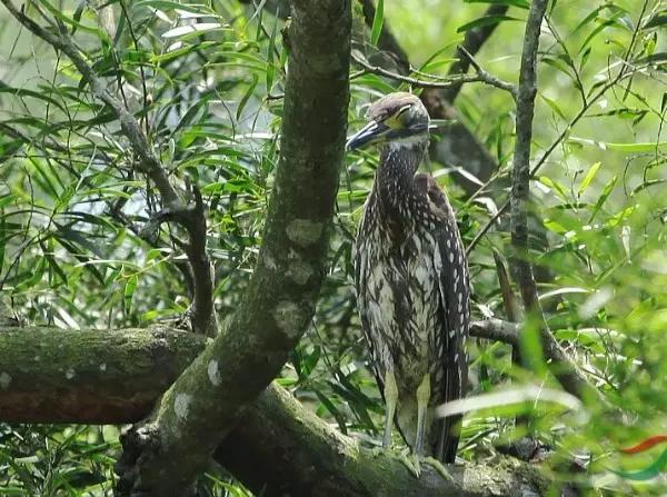 海南海里的特产动物,海南特有的珍稀动物