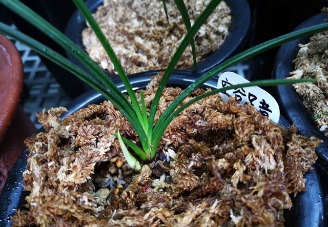 单苗兰花怎样养护,单苗兰花复壮