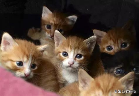 腹泻十几次最快的治疗方法,腹泻有五年应该怎样治疗