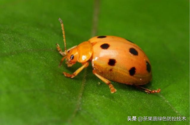 七星瓢虫是一边七个星吗,2星瓢虫