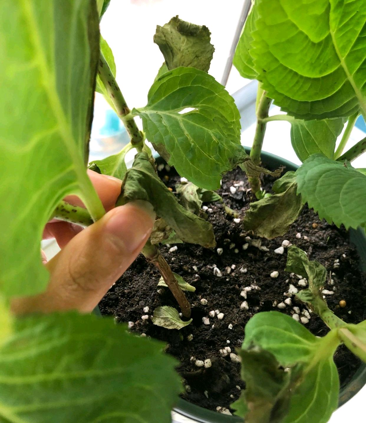 绣球花不缺水但是叶片打蔫,绣球花冬季叶子发蔫掉叶是啥情况