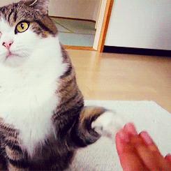 自家猫咪终于不再高冷懂得关心,为什么猫咪变得高冷了