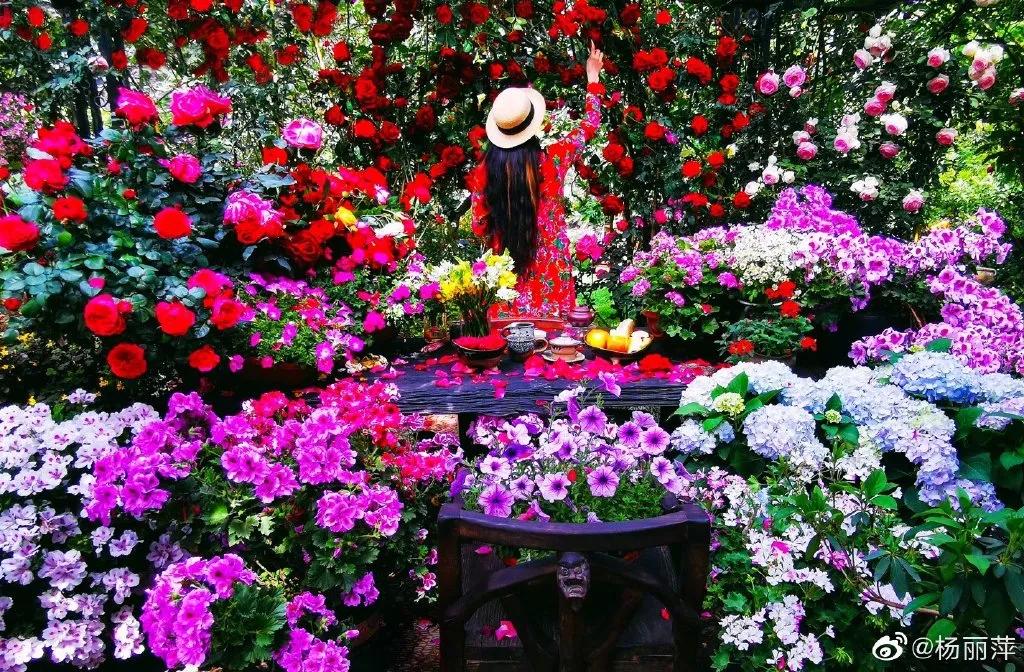 有一种向往叫西双版纳,有一种向往叫诗和远方完整版