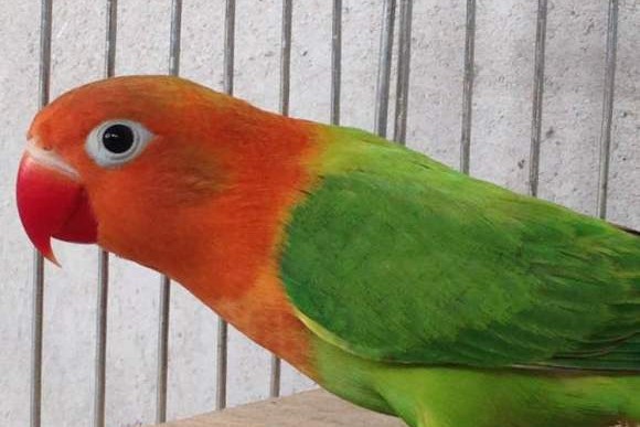 面类牡丹鹦鹉品种介绍及图片,牡丹鹦鹉品种介绍及图片和名字