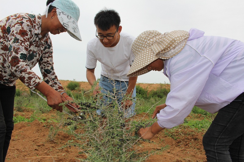 软黄金种植技术和收入,农村小伙种植黄金果年均收入50万