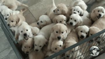 网友让金毛带25只娃，它却想了个馊主意，狗：想累死我呢？