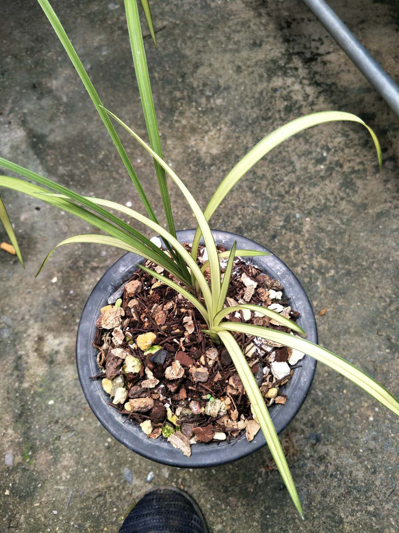 兰花叶子发黄如何处置,兰花嫩叶上的白斑怎么办