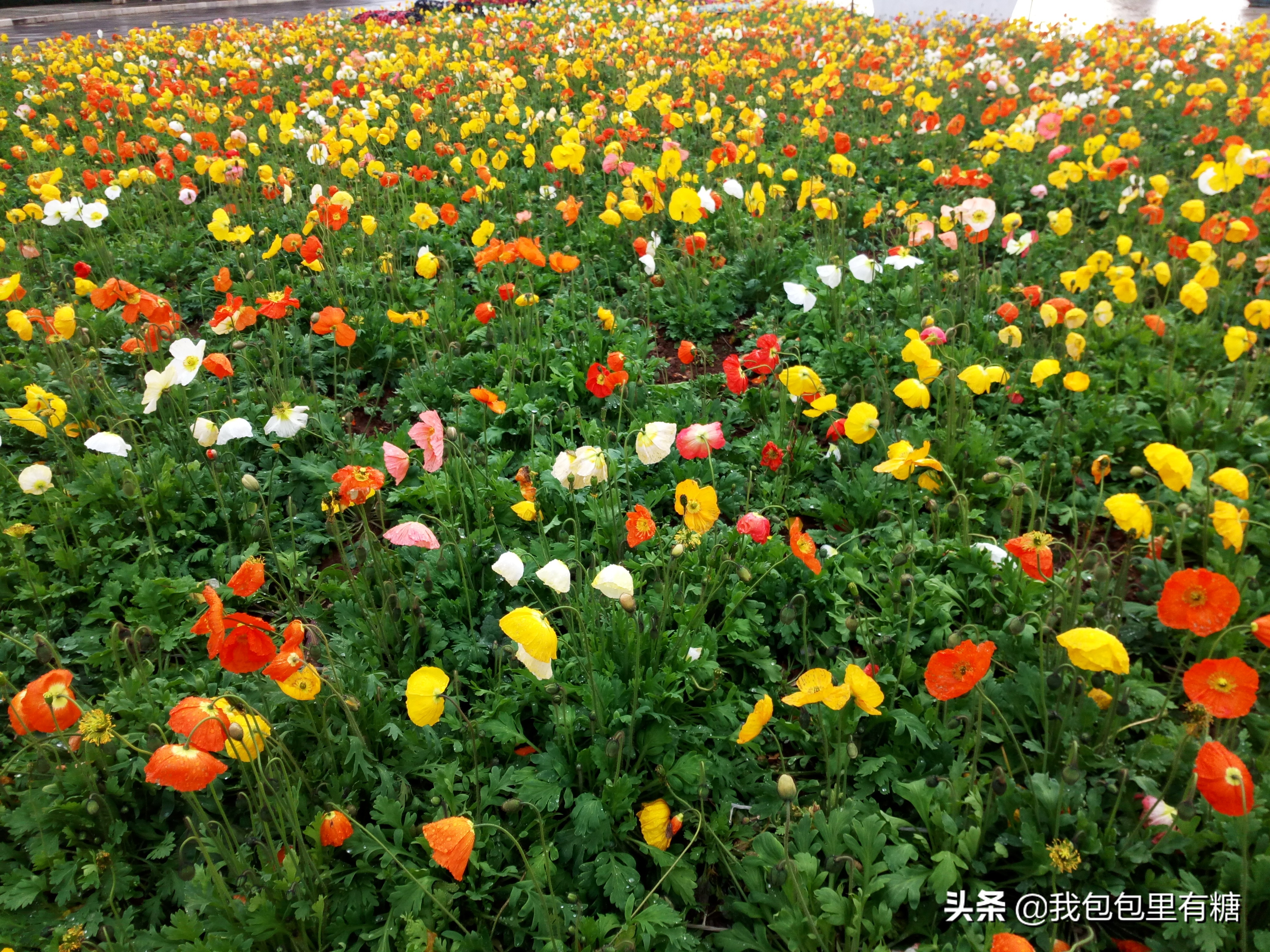 昆明人眼中的世博园,23年前开园的昆明世博园依然美丽