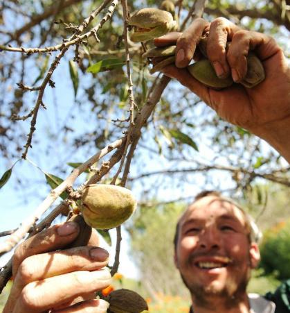 巴旦木是美国大杏仁吗,目前国内巴旦木有大规模种植的吗