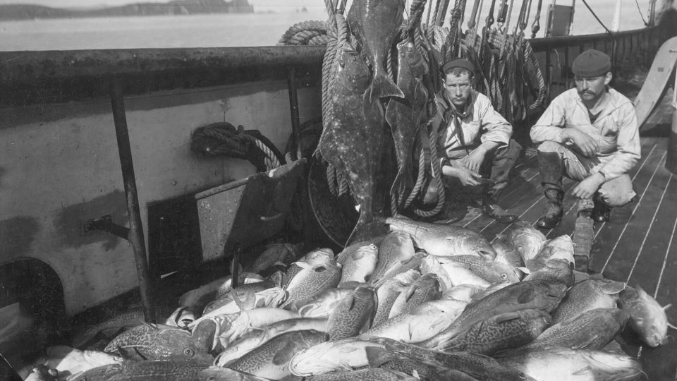 鳕鱼进化史,来看看鳕鱼的进化史吧