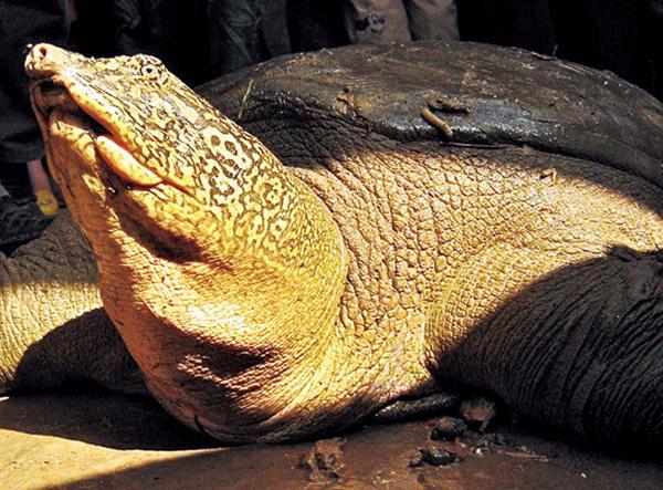 比熊猫还稀有的动物，全球仅剩三只，人工繁殖困难重重