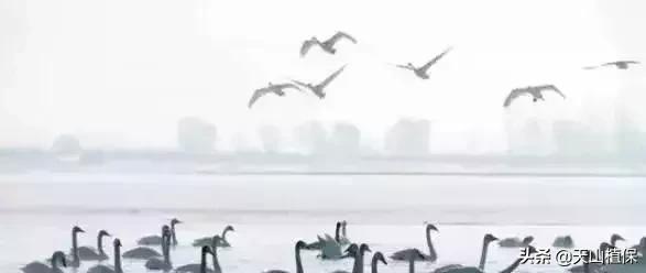 伟大的新疆,伟大的阿勒泰