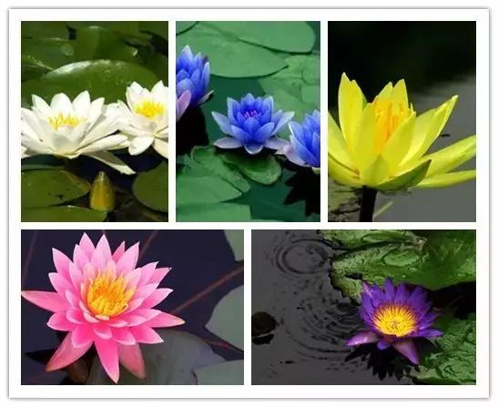 史上最全的花卉介绍，认识超过30种以上绝对是大神