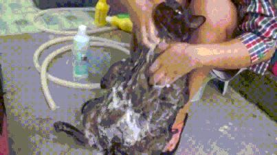 猫咪沾油怎么洗,猫咪沾满衣服怎么洗