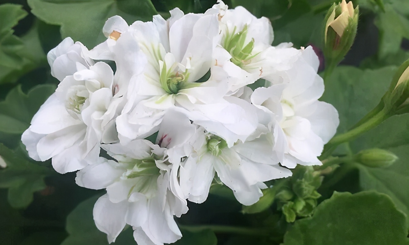 这种花别乱浇水水越多越不开花,这种花不怕冷好养易活