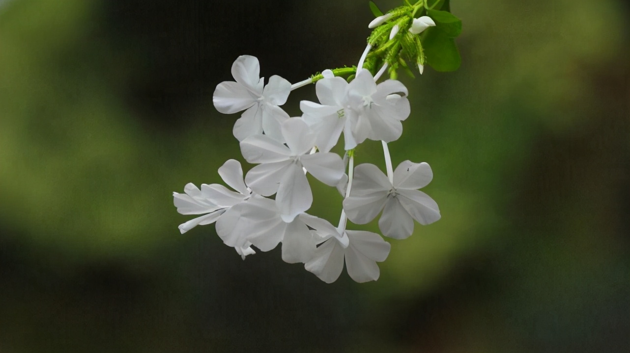 水瓶座很冷漠也很善良,水瓶座看似随和无主见