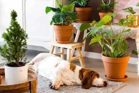 家里过期的消炎药养花有用吗,哪些过期药能用来养花