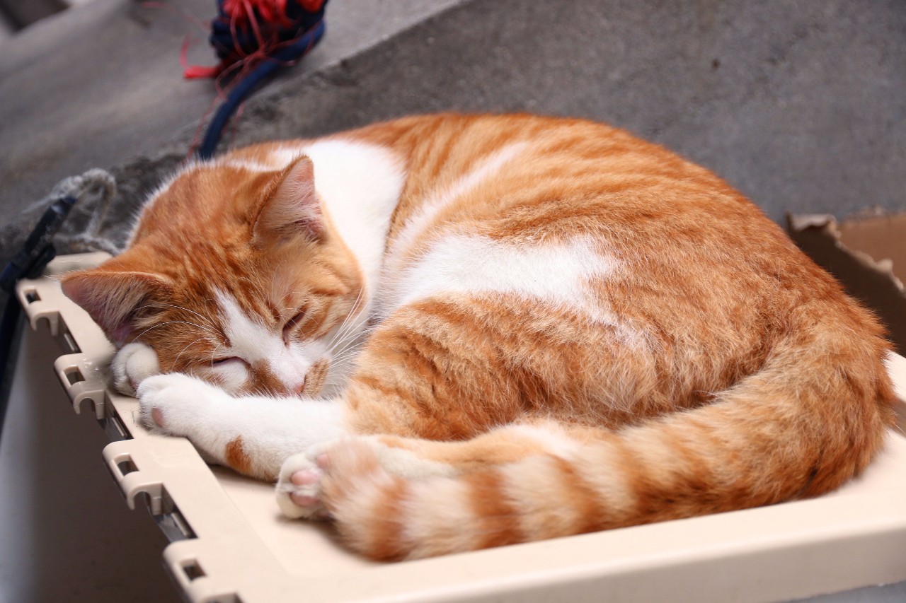 西安最被低估的大学西安工业大学,西安建筑科技大学实力怎么样