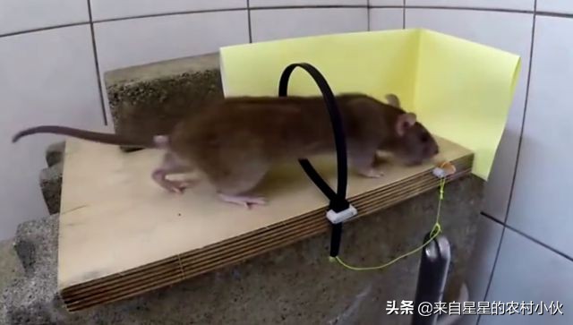 家里进了老鼠老鼠是怎么生存的,老鼠的正确处理方法