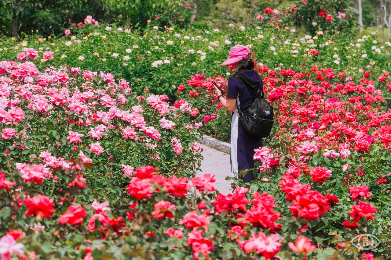 深圳地铁7号线有什么好玩的,深圳地铁十四号线游玩攻略