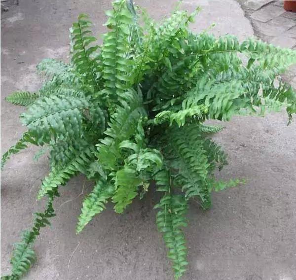 送给喜欢种花的人什么礼物,想养花却把花养死