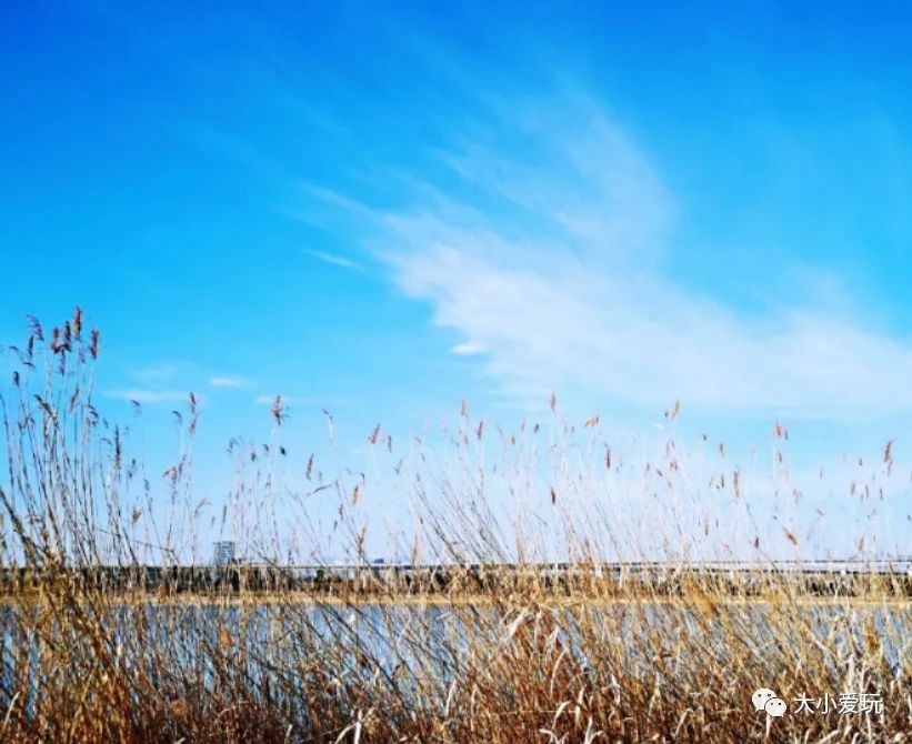 北京适合踏春旅游景点,北京春天看花的景点推荐