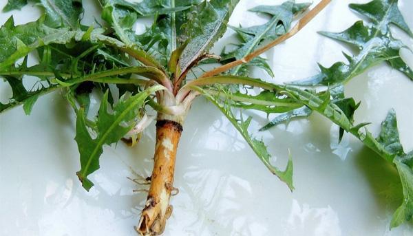 尿酸高注意饮食自己能降下来吗,尿酸高平时注意饮食可以降下来吗